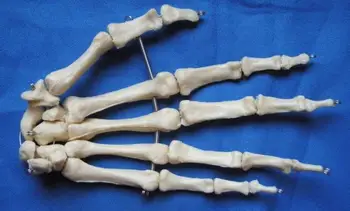В натуральную величину человеческие силы костных суставов модель скелета модель преподавания медицинской скелет